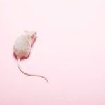 A mouse on a pink background